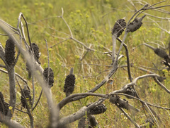 Stipiturus malachurus