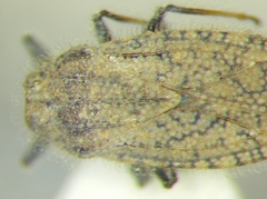 Tingis pauperata