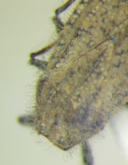 Tingis pauperata