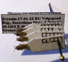 Tingis pauperata