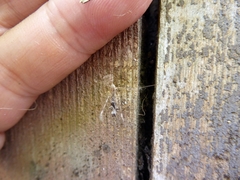 Stenolemus bituberus