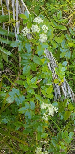 Image of Scandia rosifolia by (c) Danielle Munster, some rights reserved (CC BY)