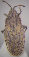 Tingis pauperata