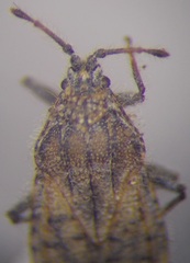 Tingis pauperata