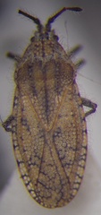 Tingis pauperata