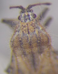 Tingis pauperata