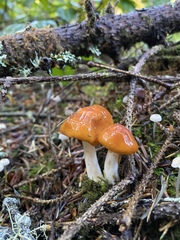 Cortinarius pluvius