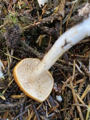 Cortinarius pluvius