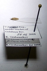 Tingis pilosa
