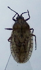 Tingis pilosa