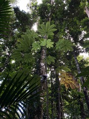 Cecropia schreberiana