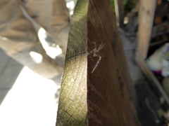 Stenolemus bituberus