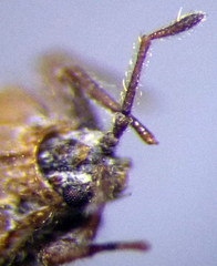 Tingis pilosa