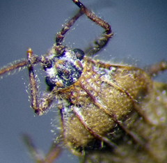 Tingis pilosa