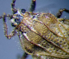 Tingis pilosa