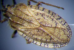 Tingis pilosa