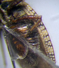Tingis pilosa