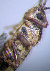 Tingis pilosa