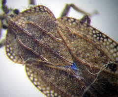 Tingis reticulata