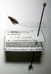 Trapezonotus arenarius