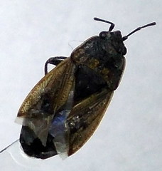 Trapezonotus arenarius