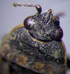 Trapezonotus arenarius
