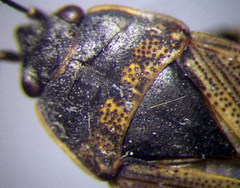 Trapezonotus arenarius