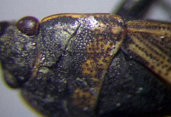 Trapezonotus arenarius