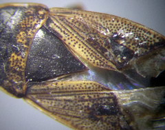 Trapezonotus arenarius