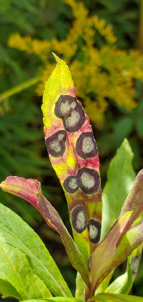 Botryosphaeriaceae