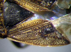 Trapezonotus arenarius