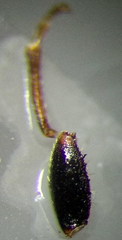 Trapezonotus arenarius