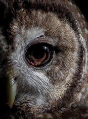 Strix occidentalis caurina