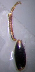 Trapezonotus arenarius