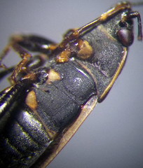Trapezonotus arenarius