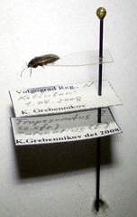 Trapezonotus arenarius