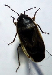 Trapezonotus arenarius
