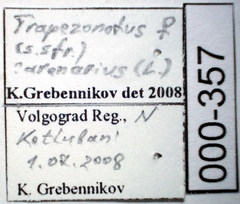 Trapezonotus arenarius