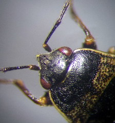 Trapezonotus arenarius