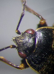 Trapezonotus arenarius