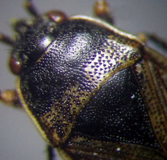 Trapezonotus arenarius