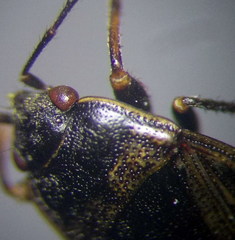 Trapezonotus arenarius