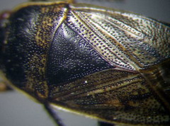 Trapezonotus arenarius