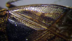 Trapezonotus arenarius