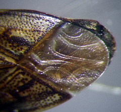 Trapezonotus arenarius