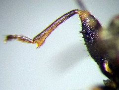 Trapezonotus arenarius