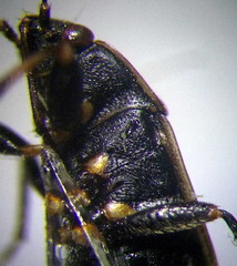 Trapezonotus arenarius