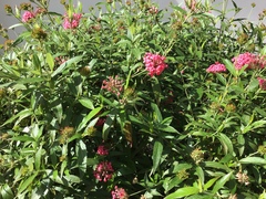 Arachnothryx leucophylla