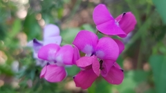 Dipogon lignosus