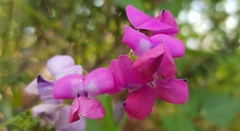 Dipogon lignosus